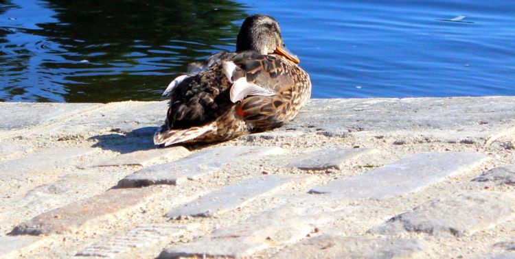 Fonds d'cran Animaux Oiseaux - Canards Wallpaper N353921