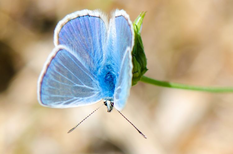 Fonds d'cran Animaux Insectes - Papillons Wallpaper N353929