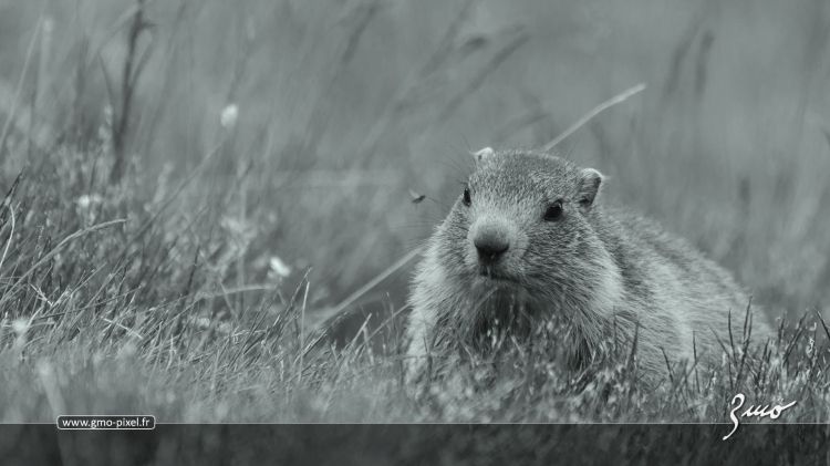 Wallpapers Animals Marmot Une marmotte louche sur une mouche