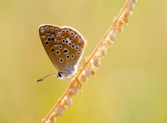  Animaux Image sans titre N353930