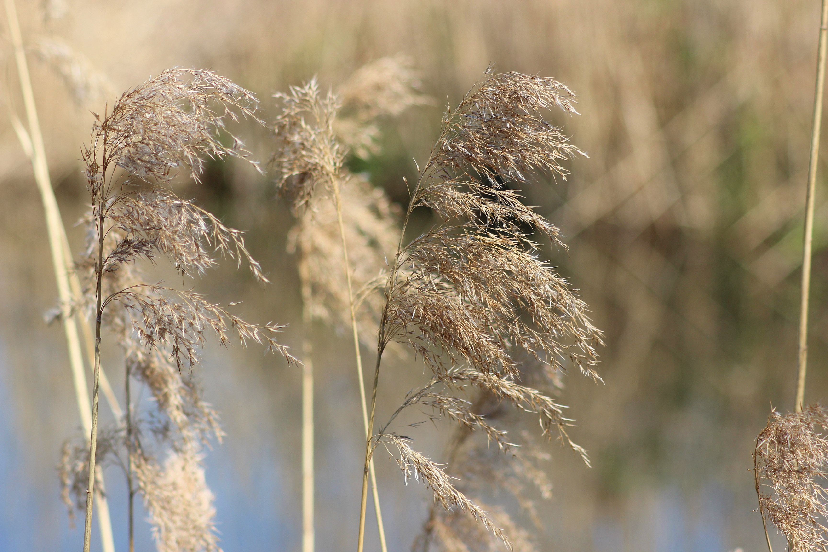 Fonds d'cran Nature Divers - Compositions 