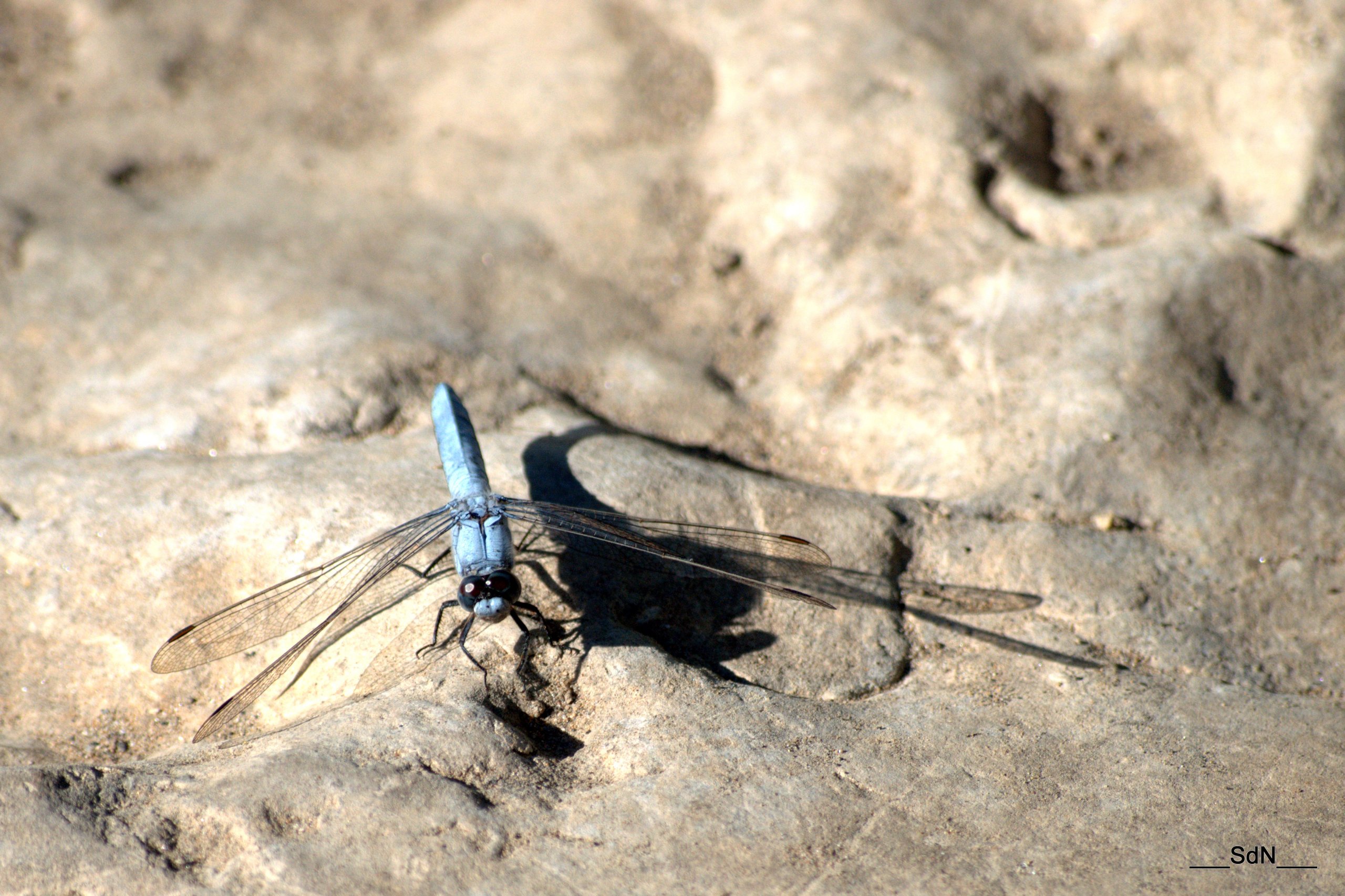 Fonds d'cran Animaux Insectes - Libellules 