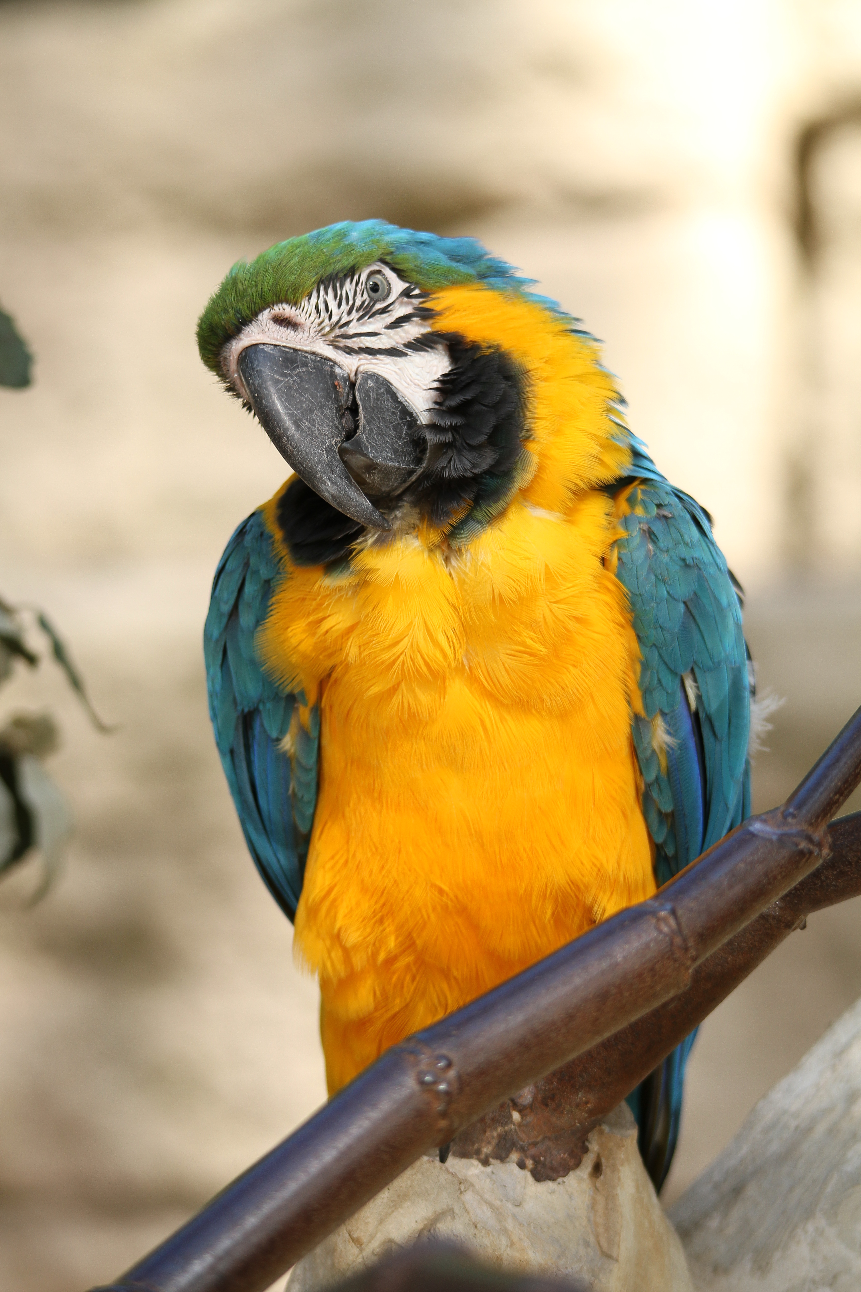 Fonds d'cran Animaux Oiseaux - Perroquets 