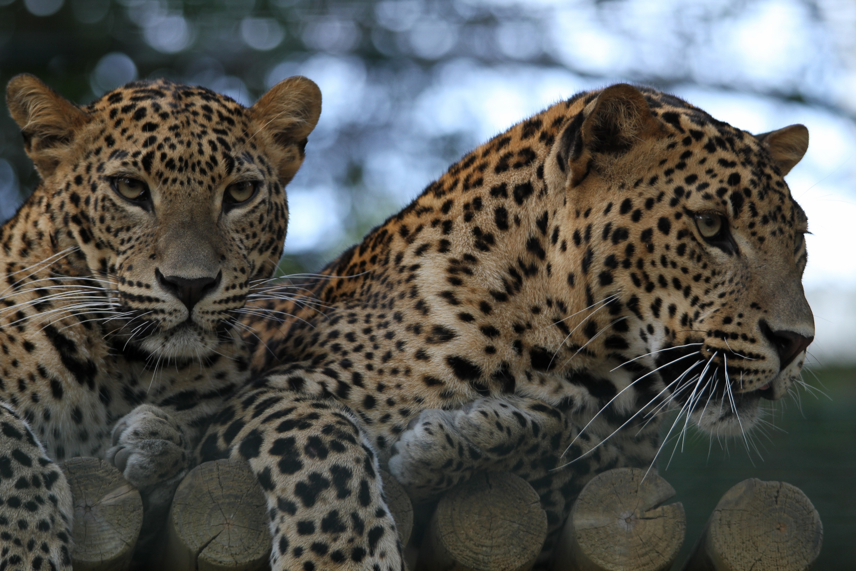 Wallpapers Animals Felines - Leopards 