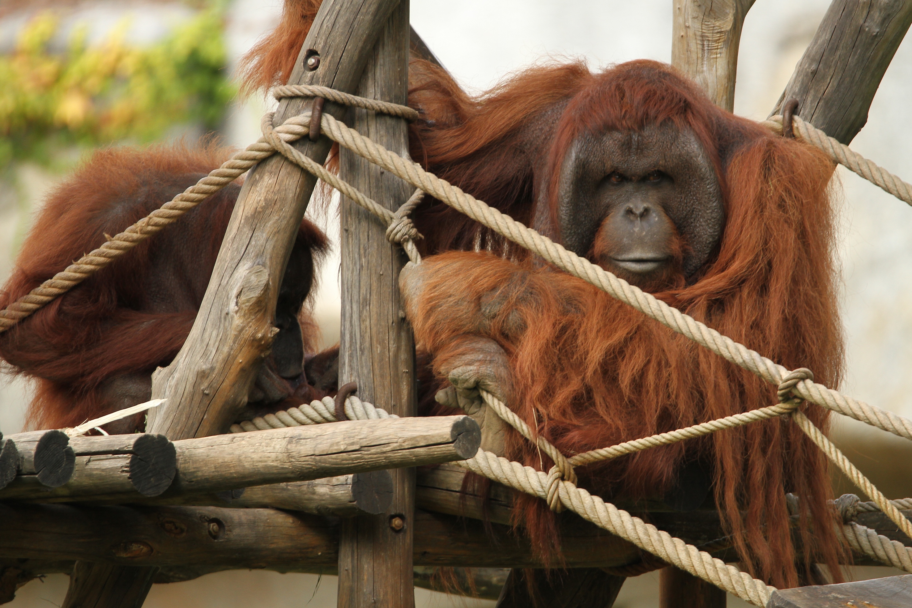 Fonds d'cran Animaux Singes 