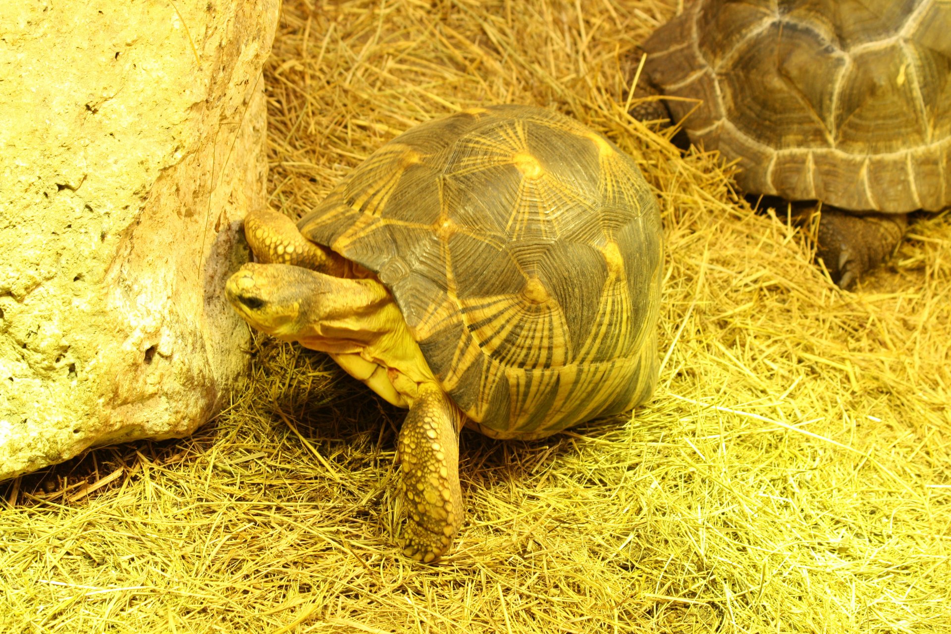 Fonds d'cran Animaux Tortues 