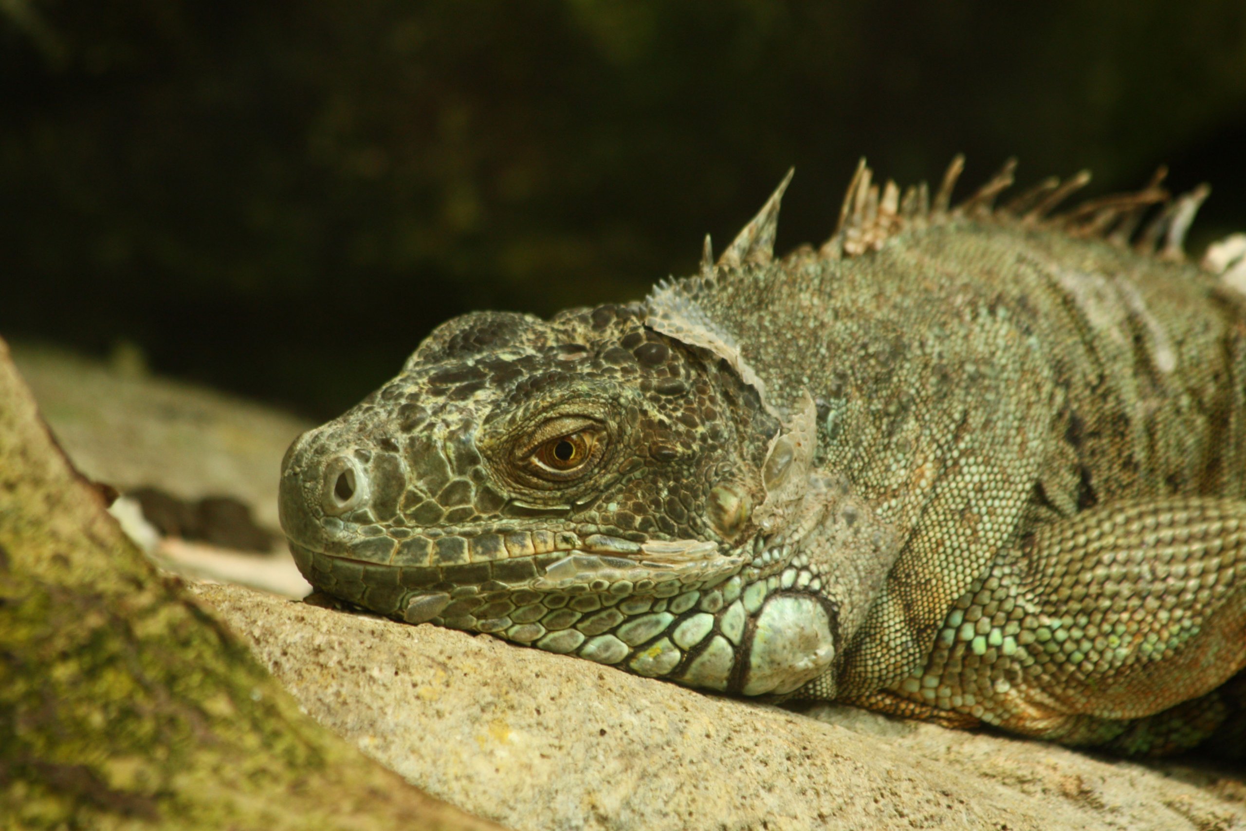 Fonds d'cran Animaux Lzards - Iguanes 