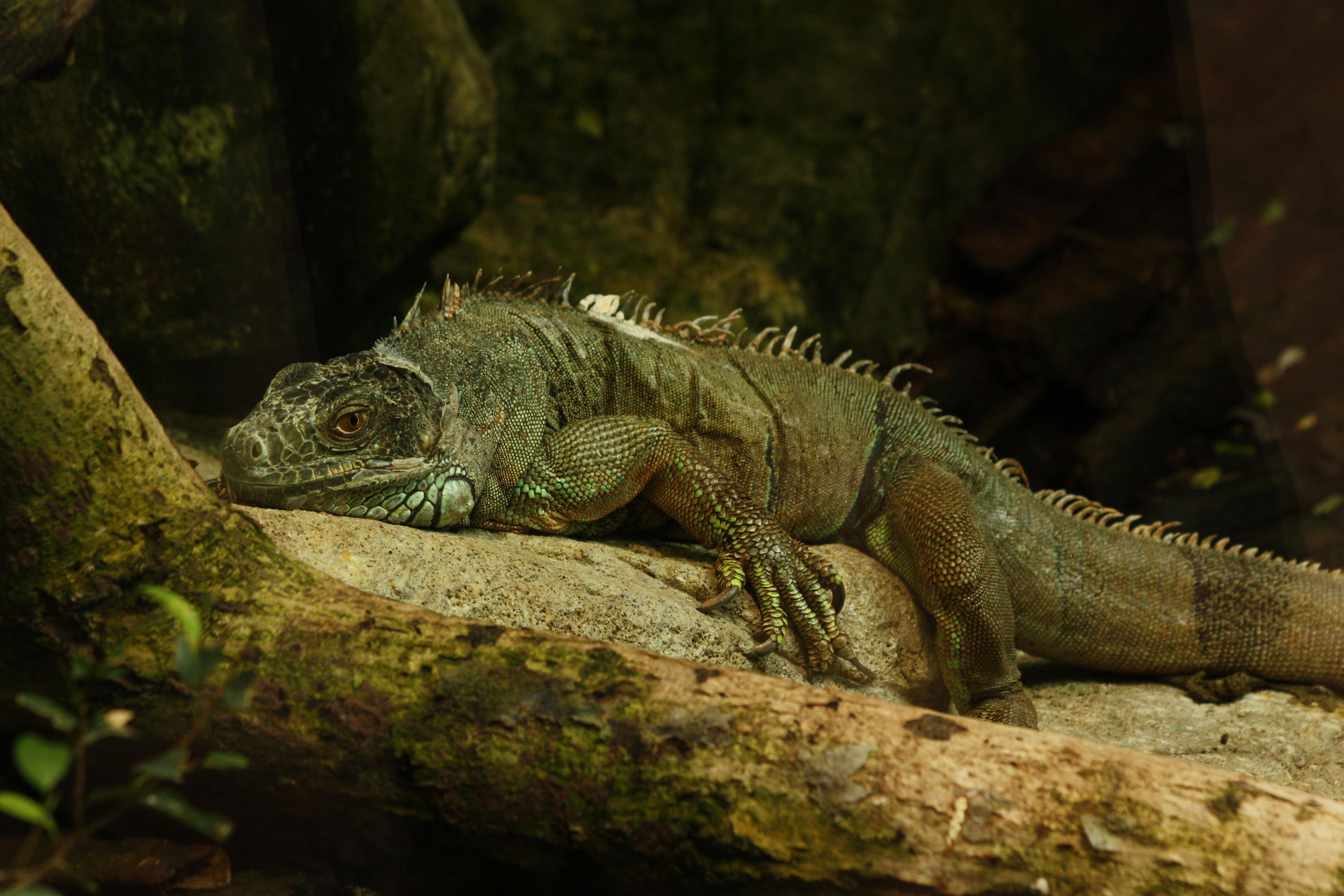 Wallpapers Animals Lizards - Iguanas 