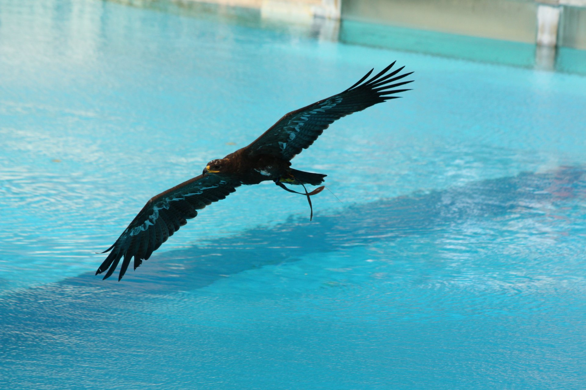 Fonds d'cran Animaux Oiseaux - Rapaces divers 