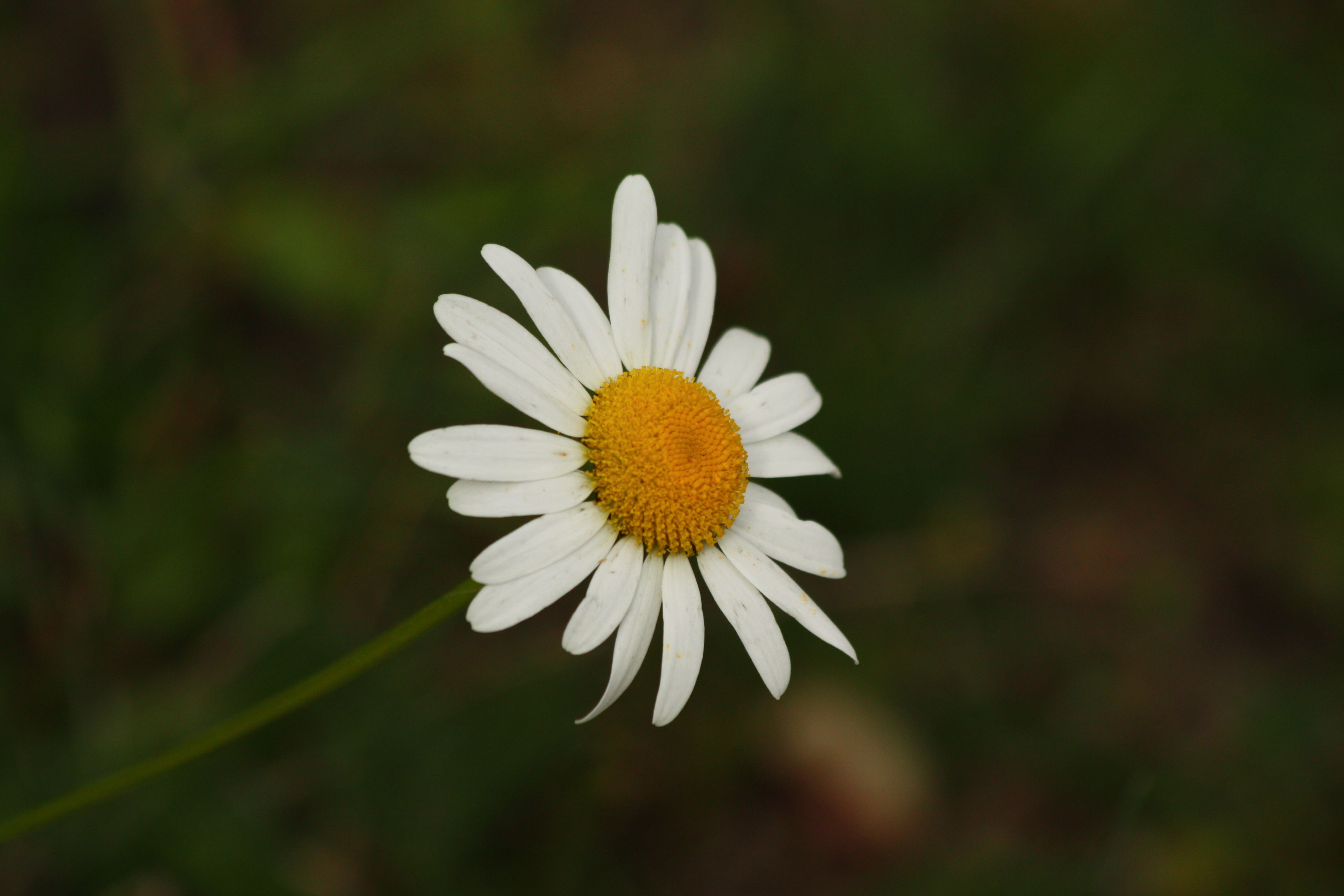 Fonds d'cran Nature Fleurs 