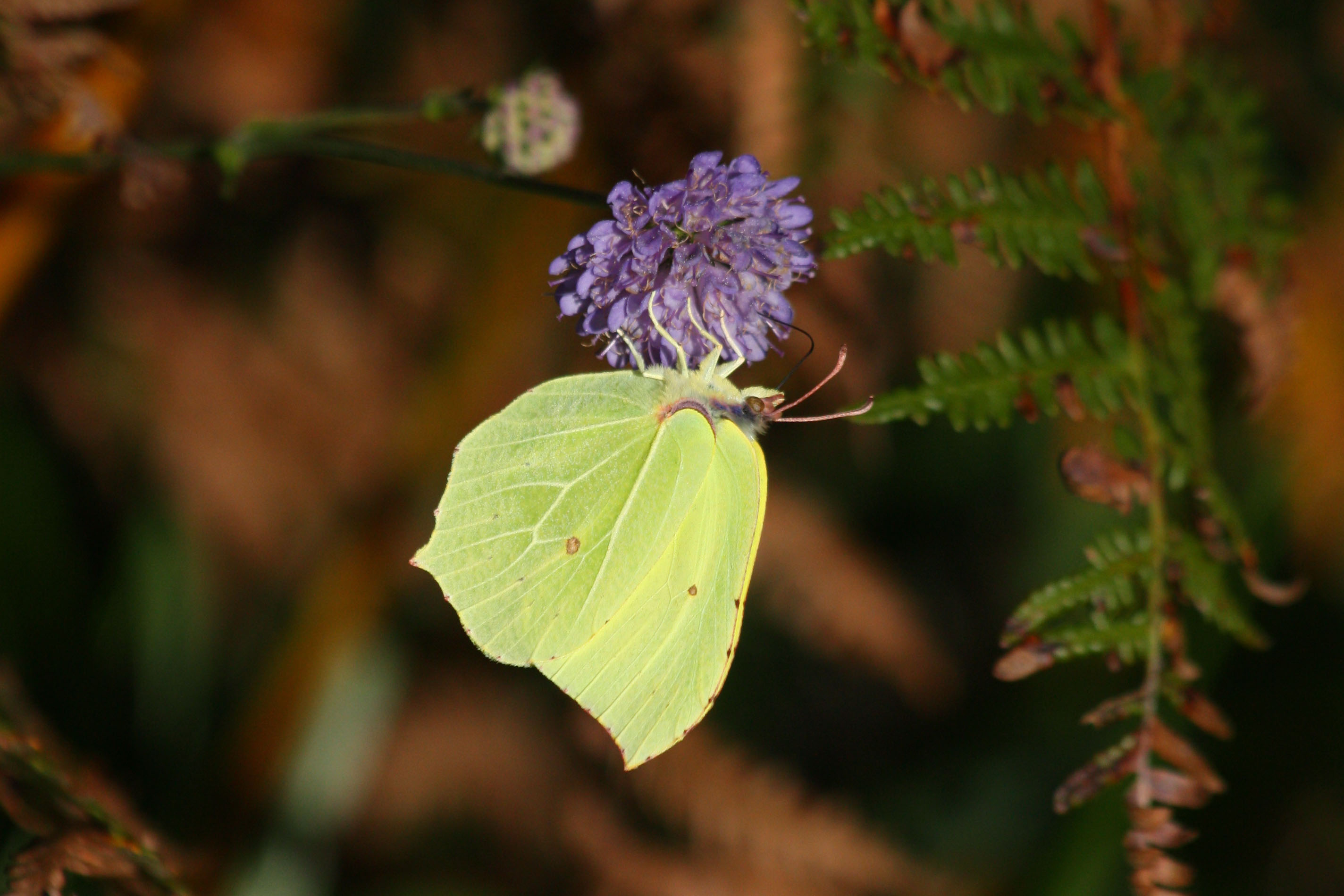 Wallpapers Animals Insects - Butterflies 