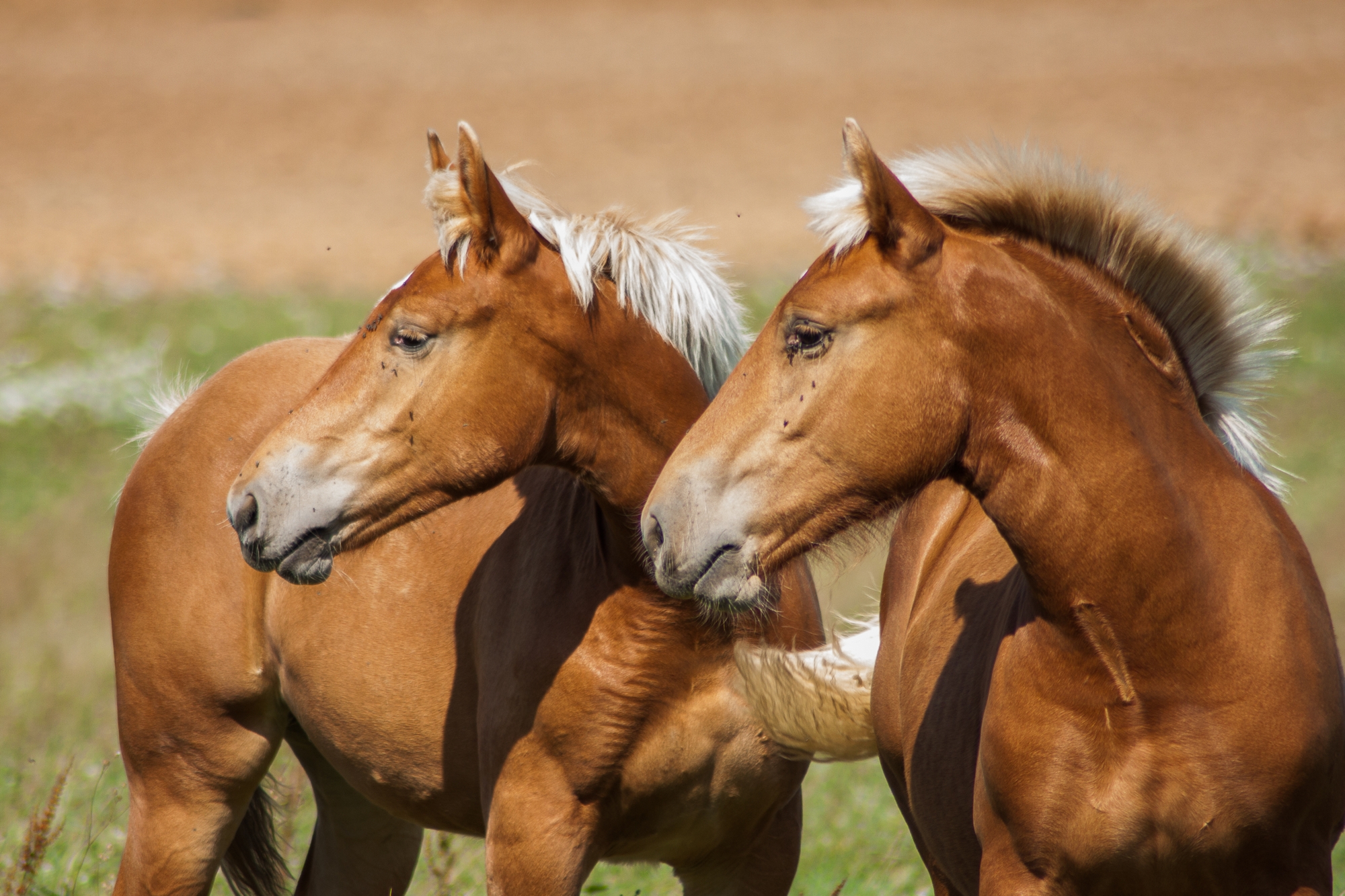 Fonds d'cran Animaux Chevaux poulains comtois