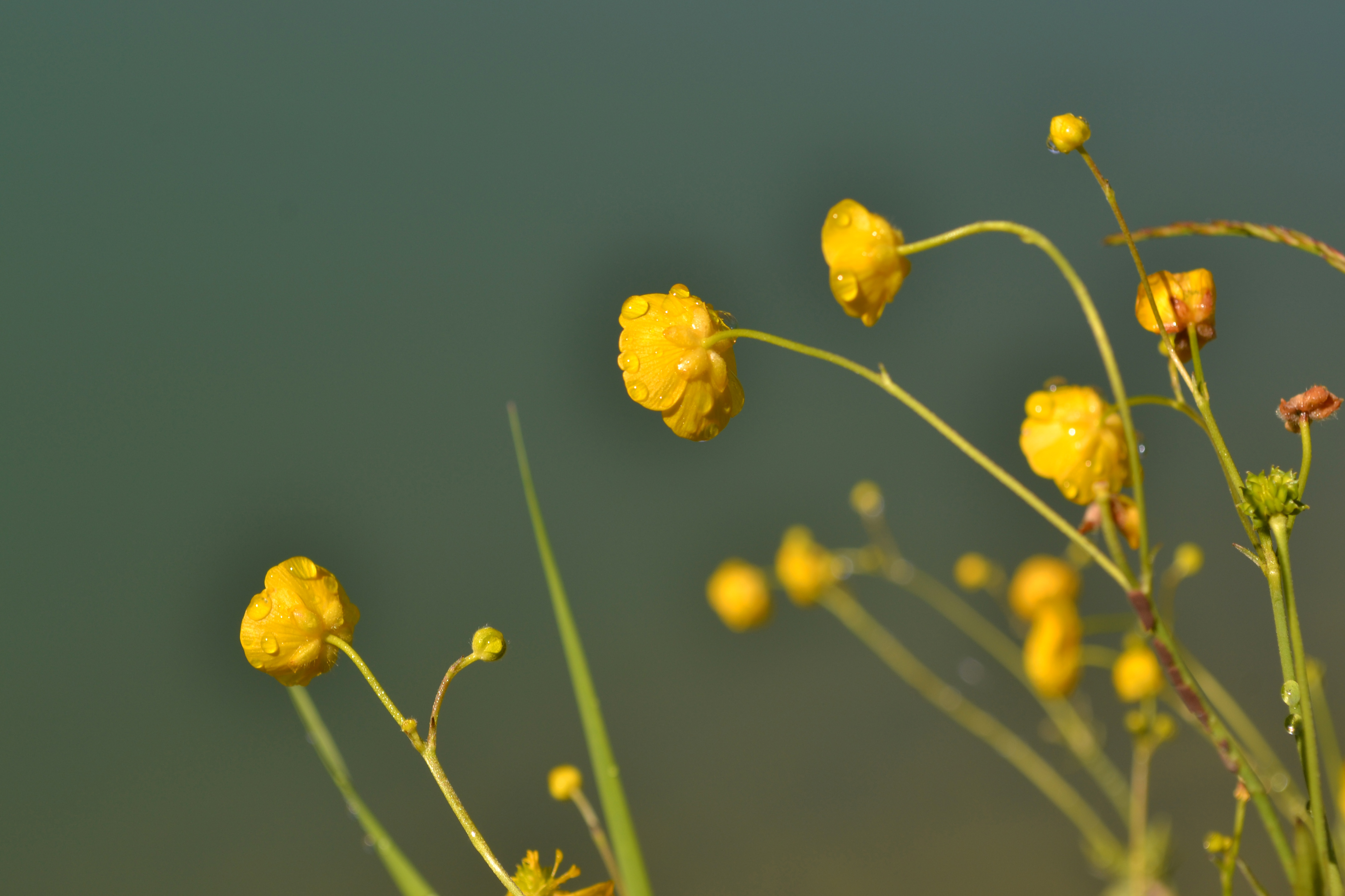 Fonds d'cran Nature Fleurs 