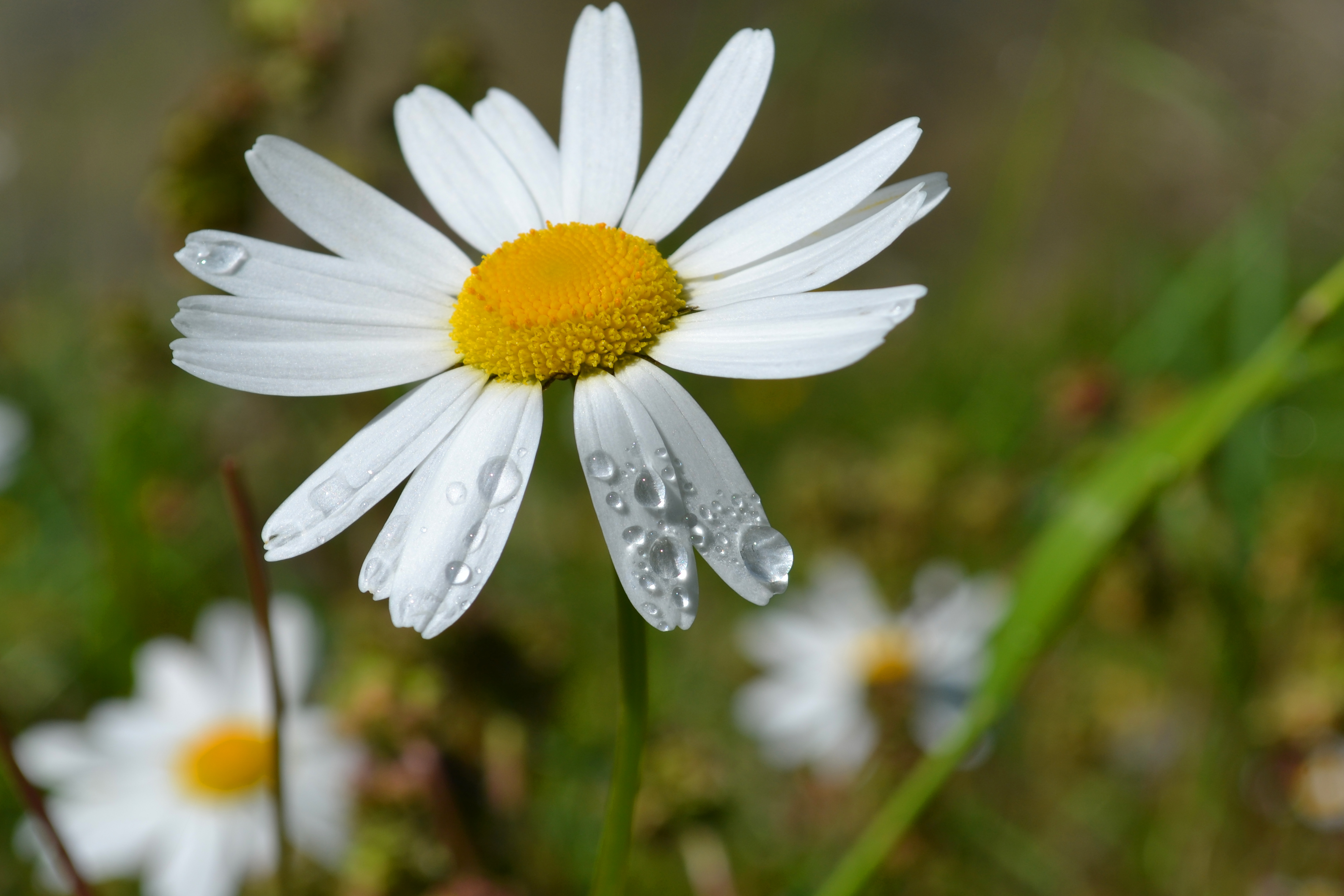 Wallpapers Nature Flowers rosée