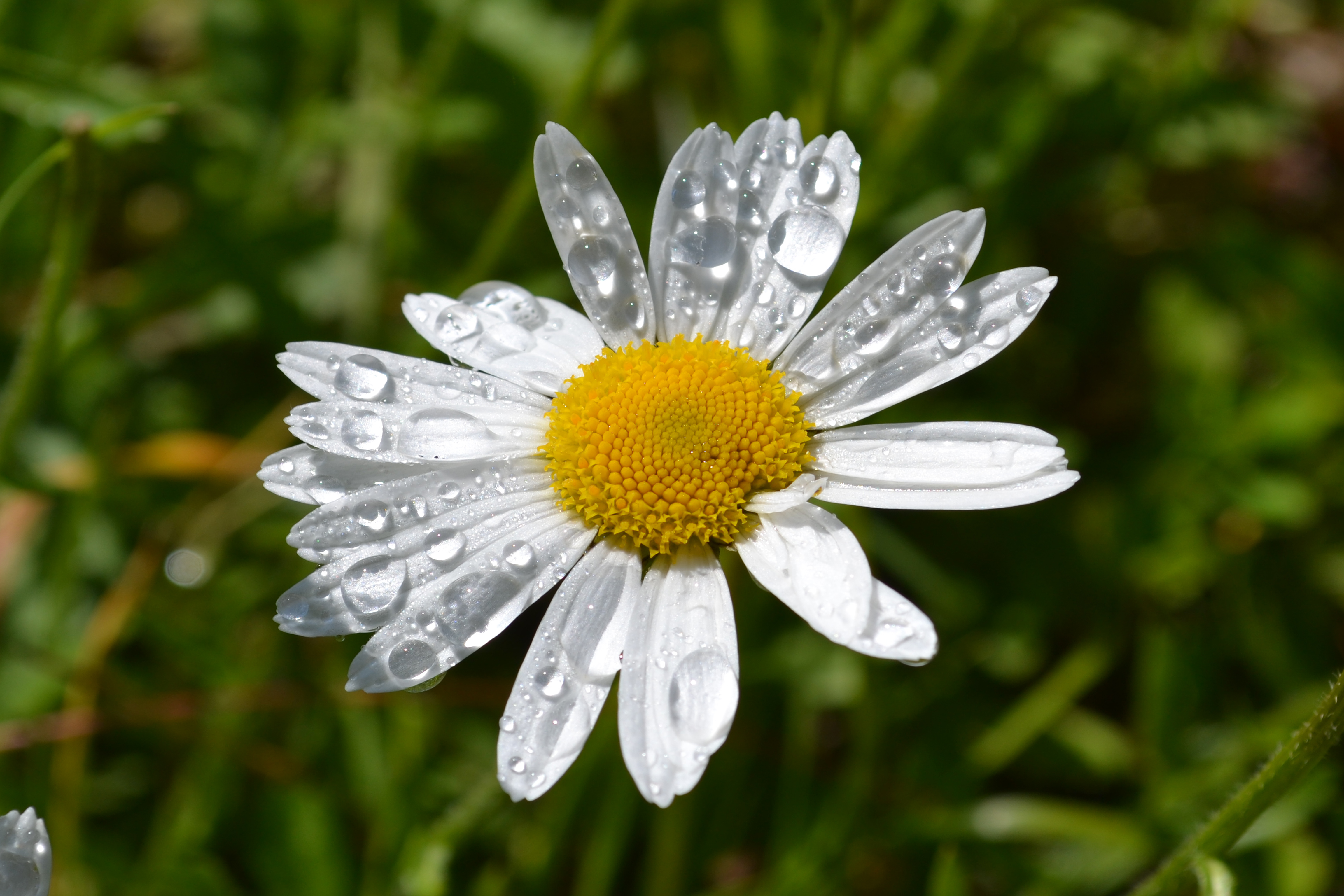 Fonds d'cran Nature Fleurs rosée