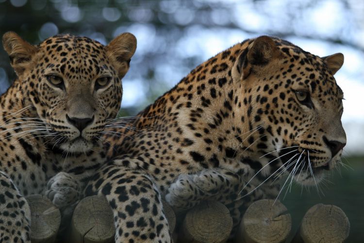 Wallpapers Animals Felines - Leopards Wallpaper N354192