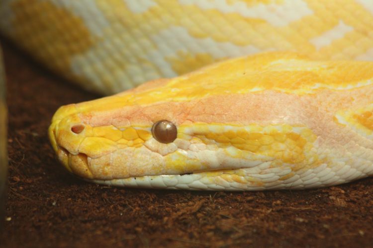 Fonds d'cran Animaux Serpents Wallpaper N354214