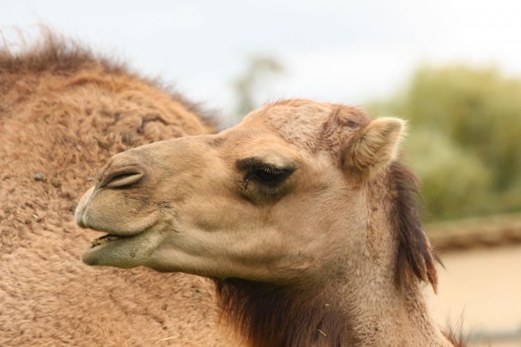 Fonds d'cran Animaux Dromadaires - Chameaux Wallpaper N354218