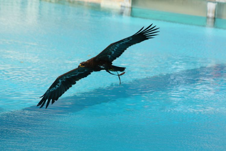 Fonds d'cran Animaux Oiseaux - Rapaces divers Wallpaper N354219