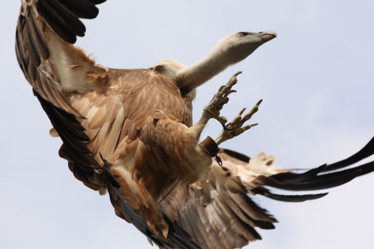 Fonds d'cran Animaux Oiseaux - Vautours Wallpaper N354221