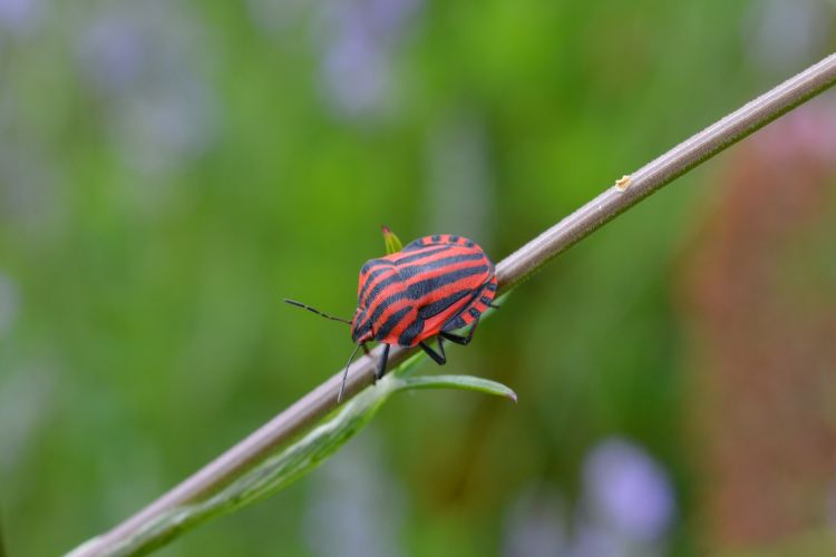 Fonds d'cran Animaux Insectes - Divers Wallpaper N354230