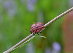  Animaux Image sans titre N354230