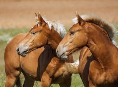  Animaux poulains comtois