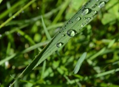  Nature rosée du matin 