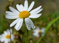  Nature rosée