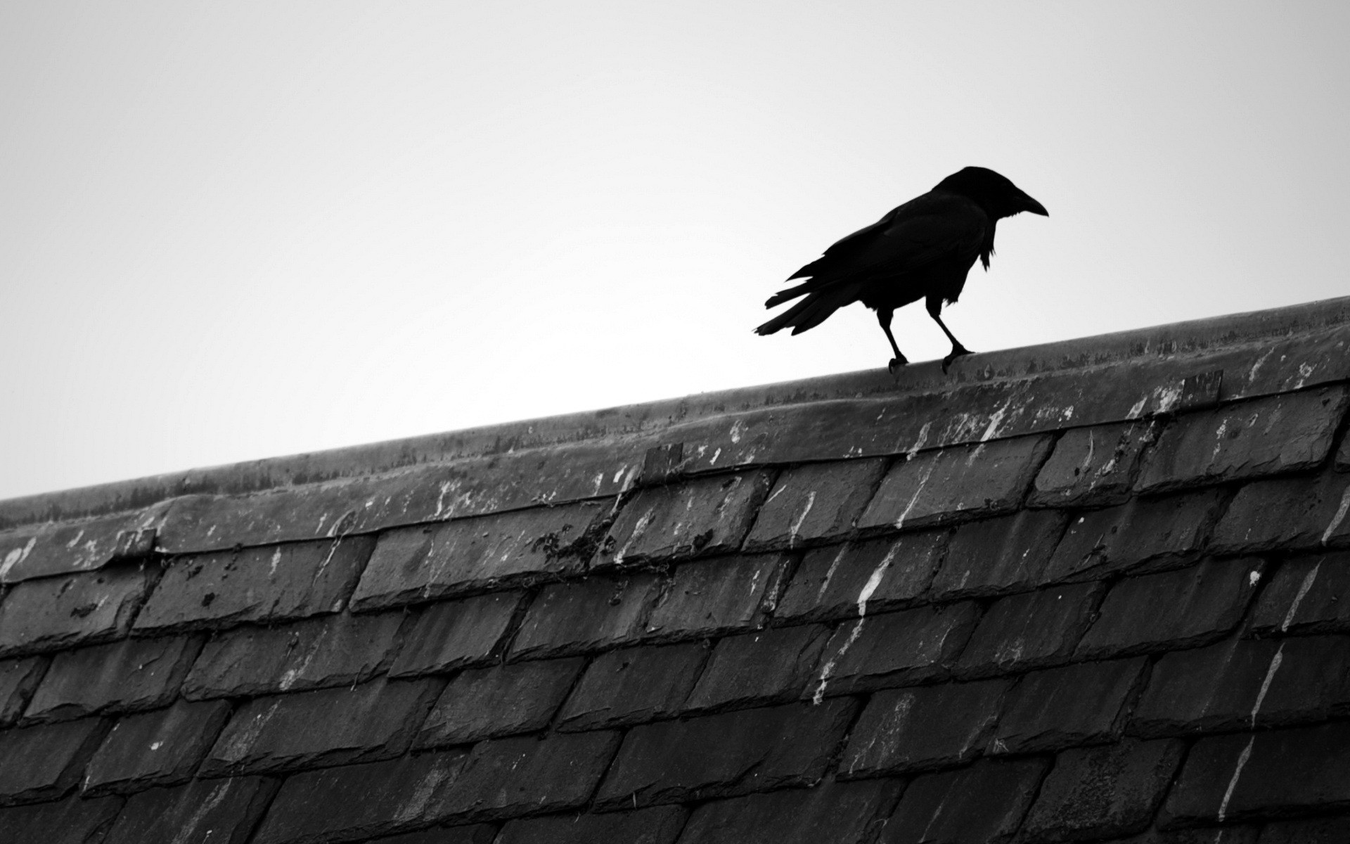 Wallpapers Animals Birds - Ravens 