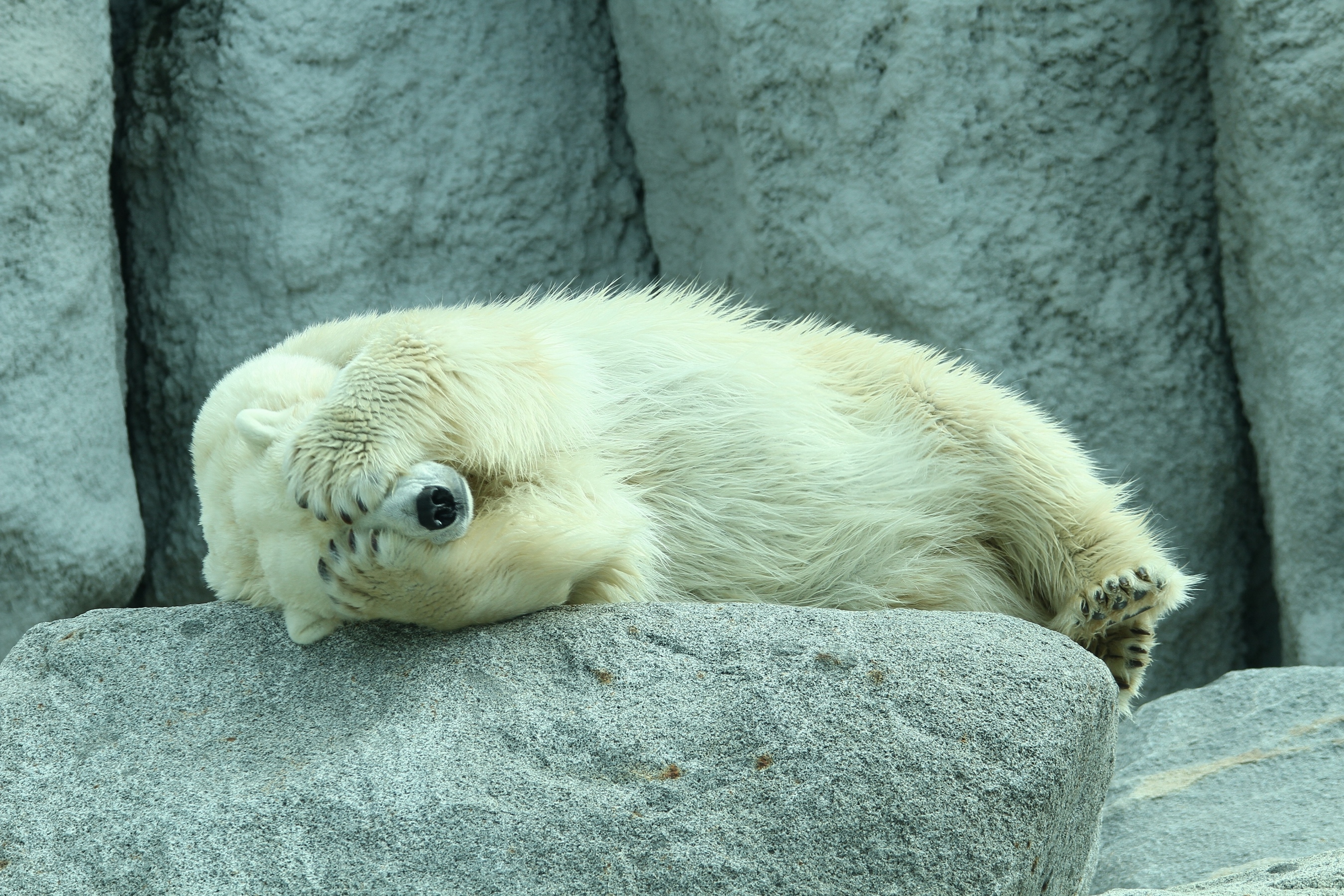 Fonds d'cran Animaux Ours 