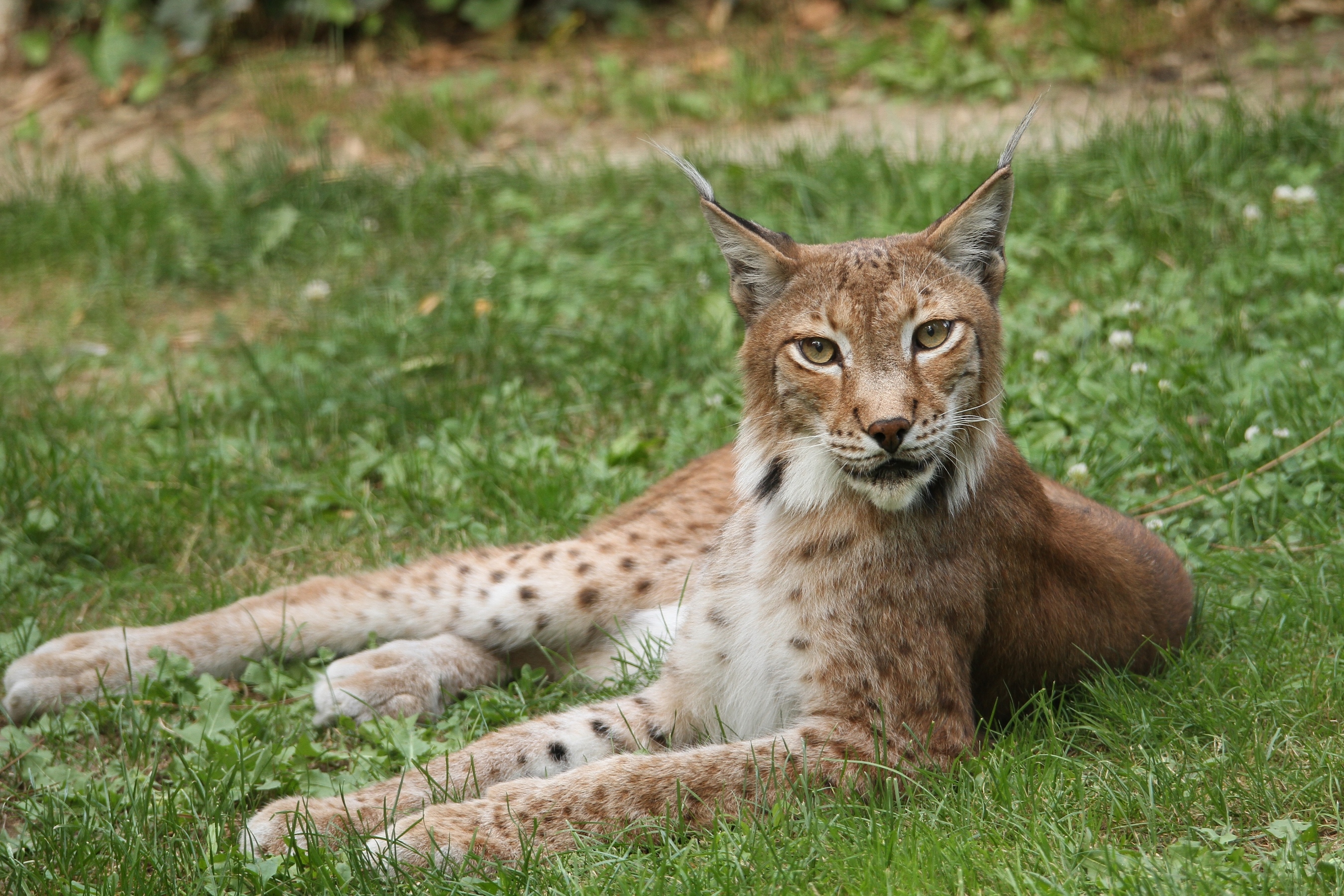 Fonds d'cran Animaux Flins - Lynxs 