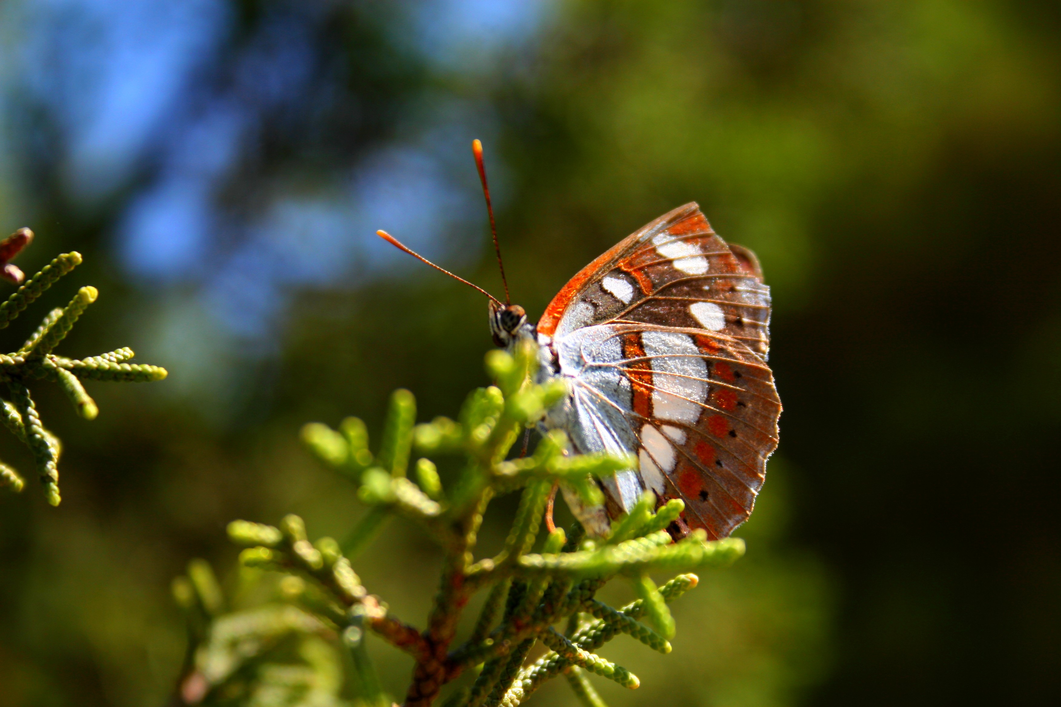 Wallpapers Animals Insects - Butterflies 