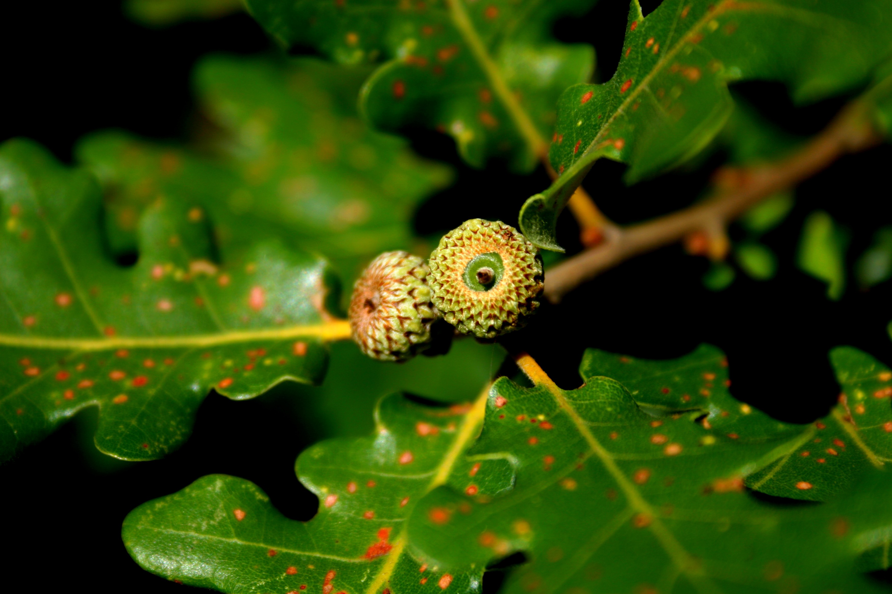 Wallpapers Nature Fruits glands