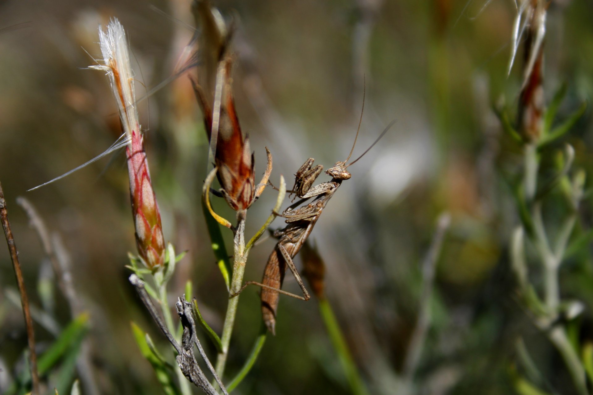 Wallpapers Animals Insects - Mantis 