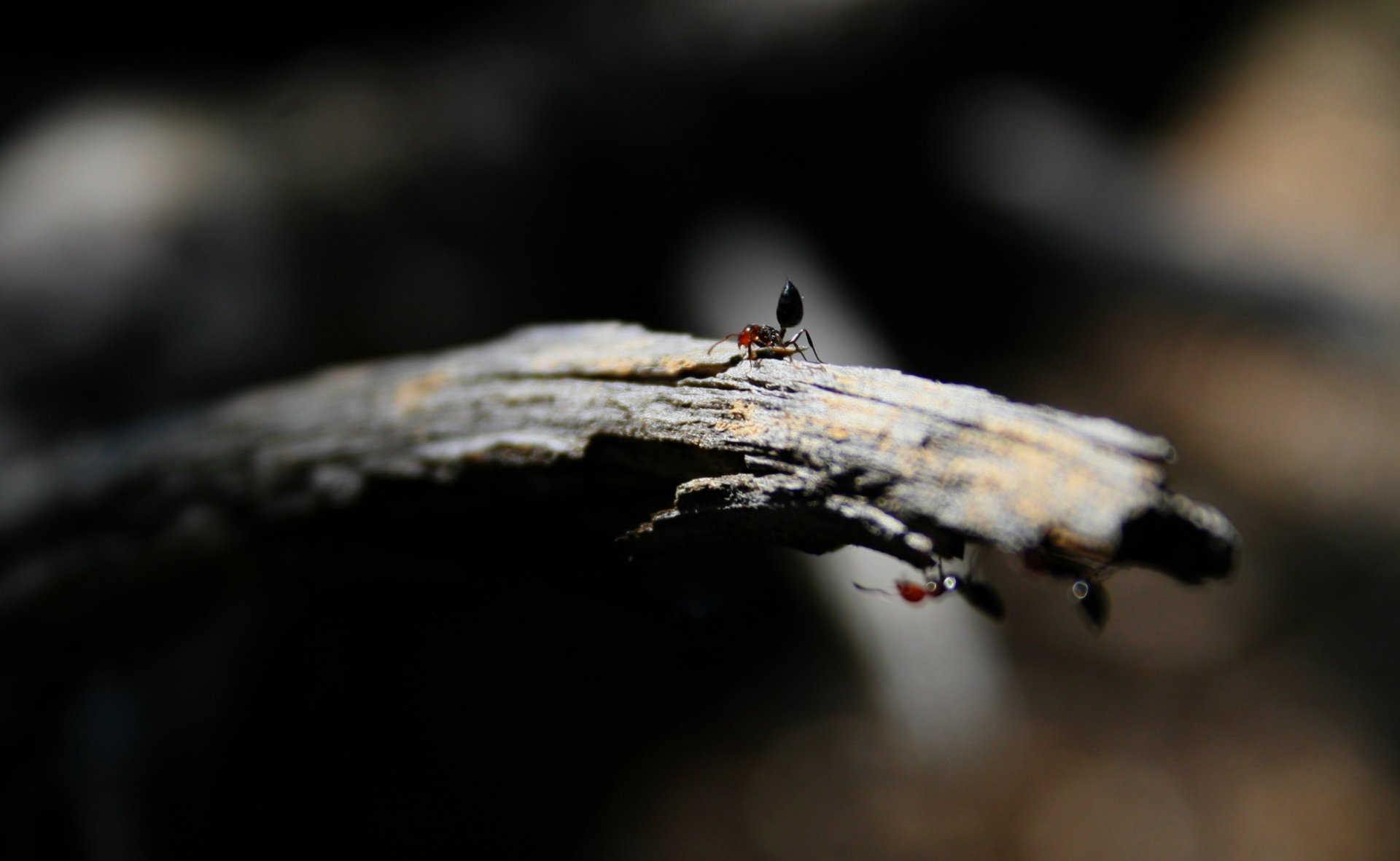 Fonds d'cran Animaux Insectes - Fourmis fourmis