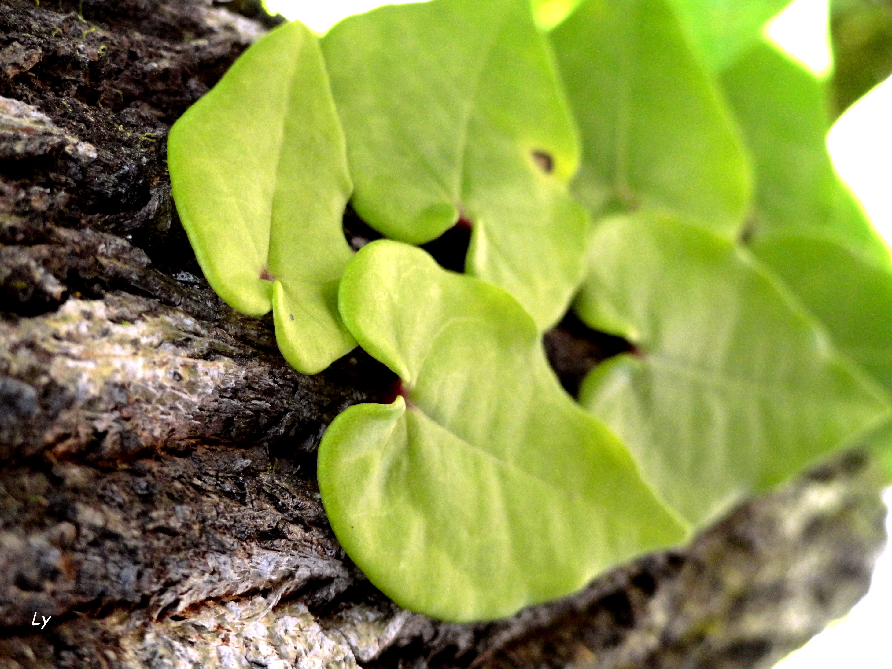 Wallpapers Nature Leaves - Foliage 