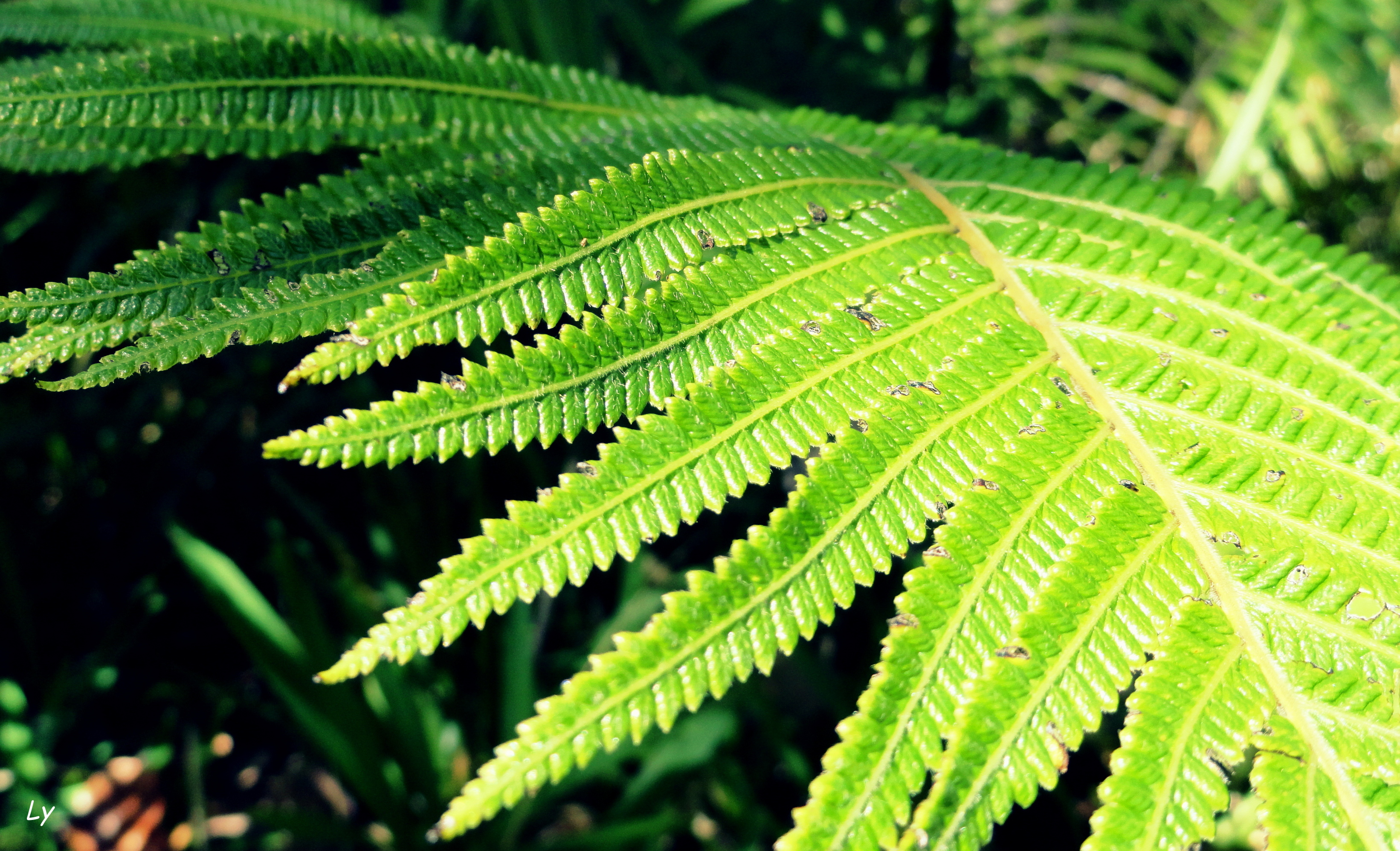 Wallpapers Nature Leaves - Foliage 