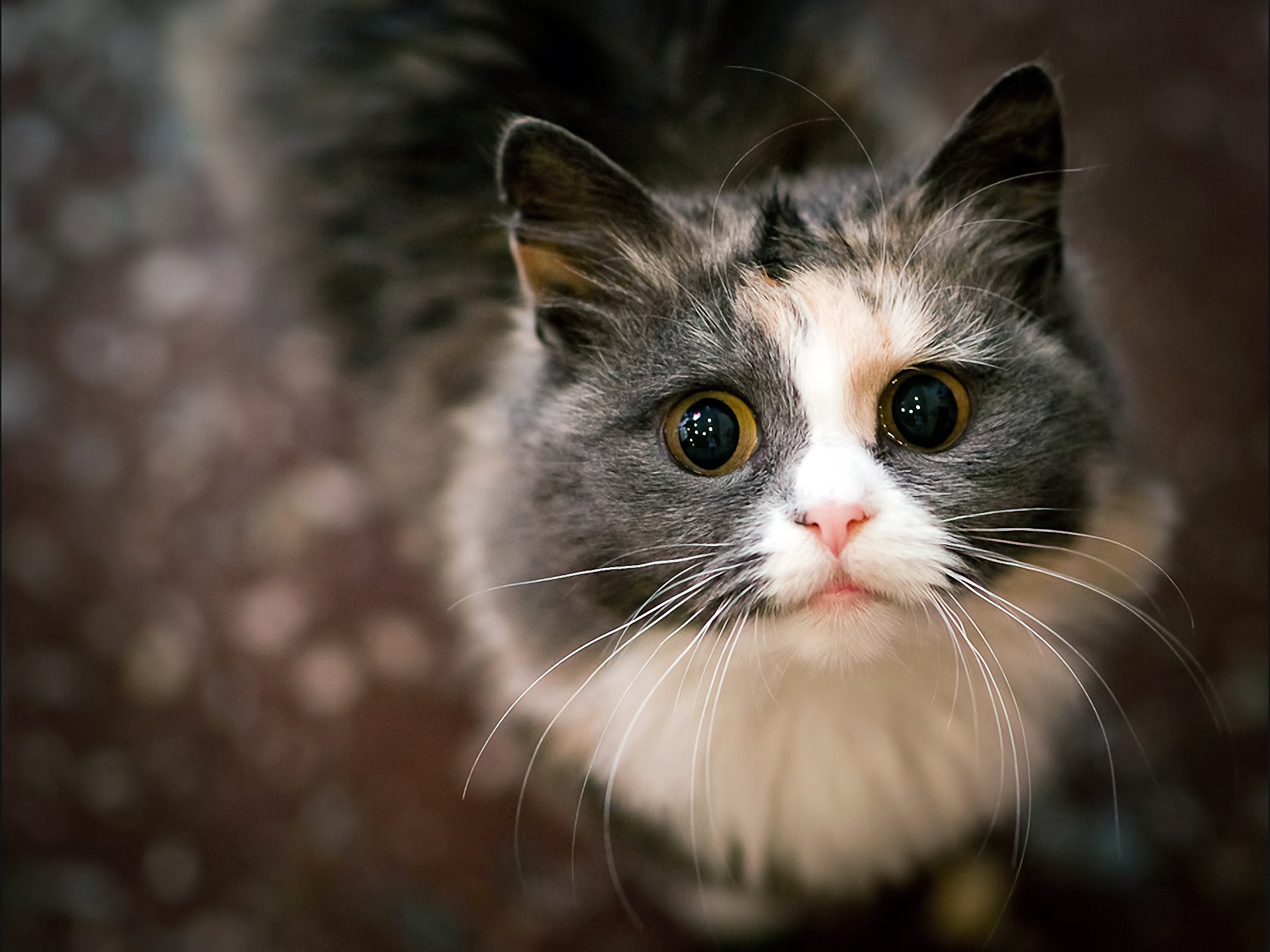 Wallpapers Animals Cats - Kittens 