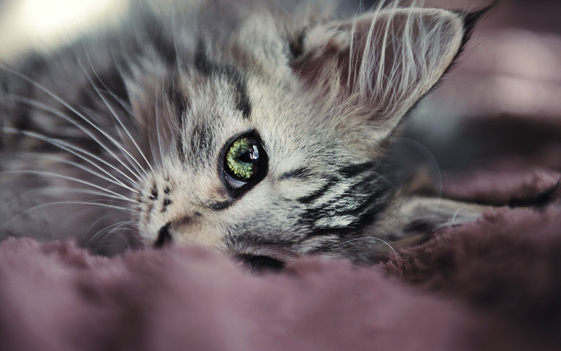 Wallpapers Animals Cats - Kittens 