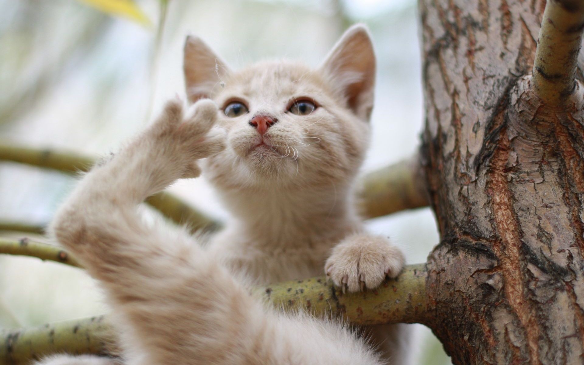 Wallpapers Animals Cats - Kittens 