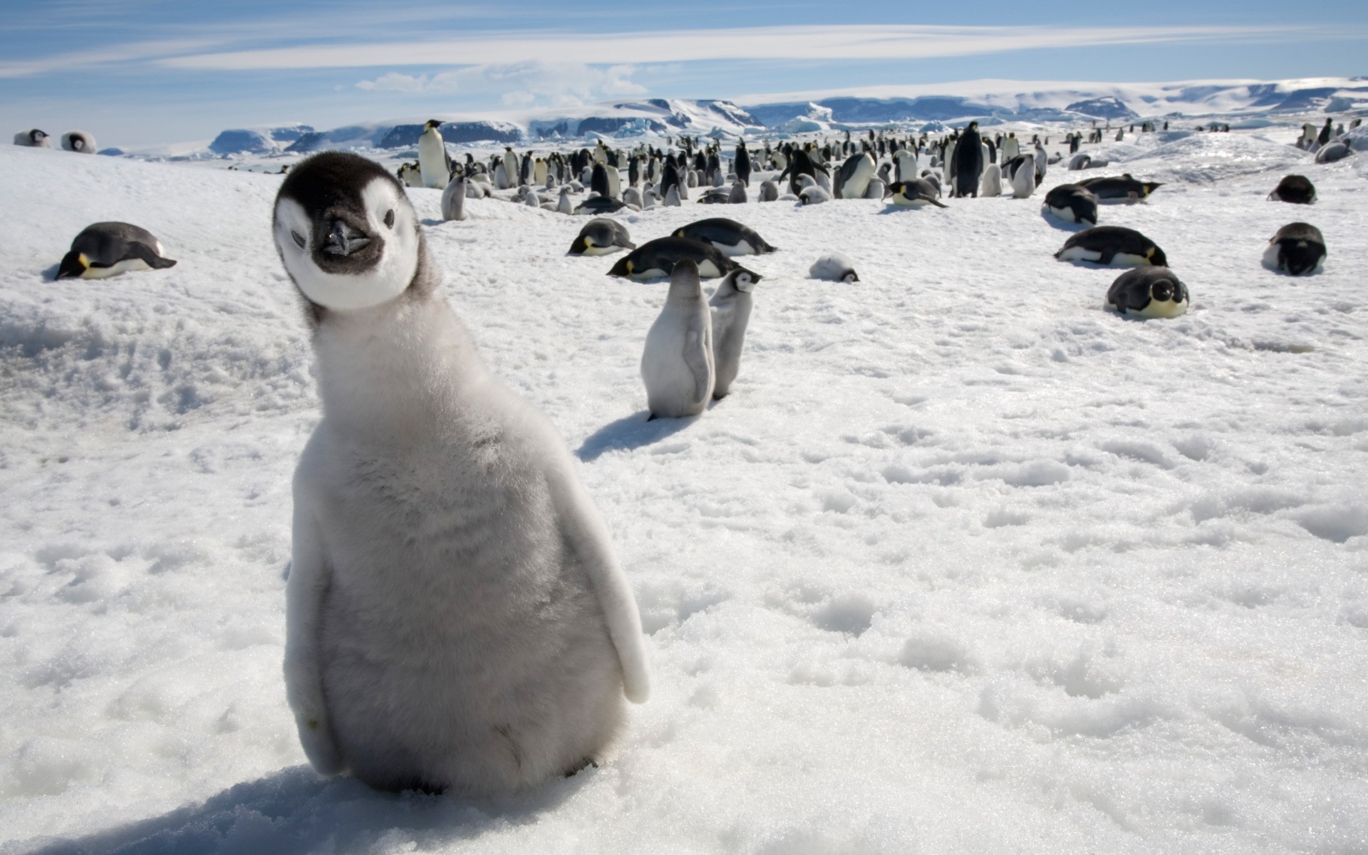 Fonds d'cran Animaux Oiseaux - Pingouins 