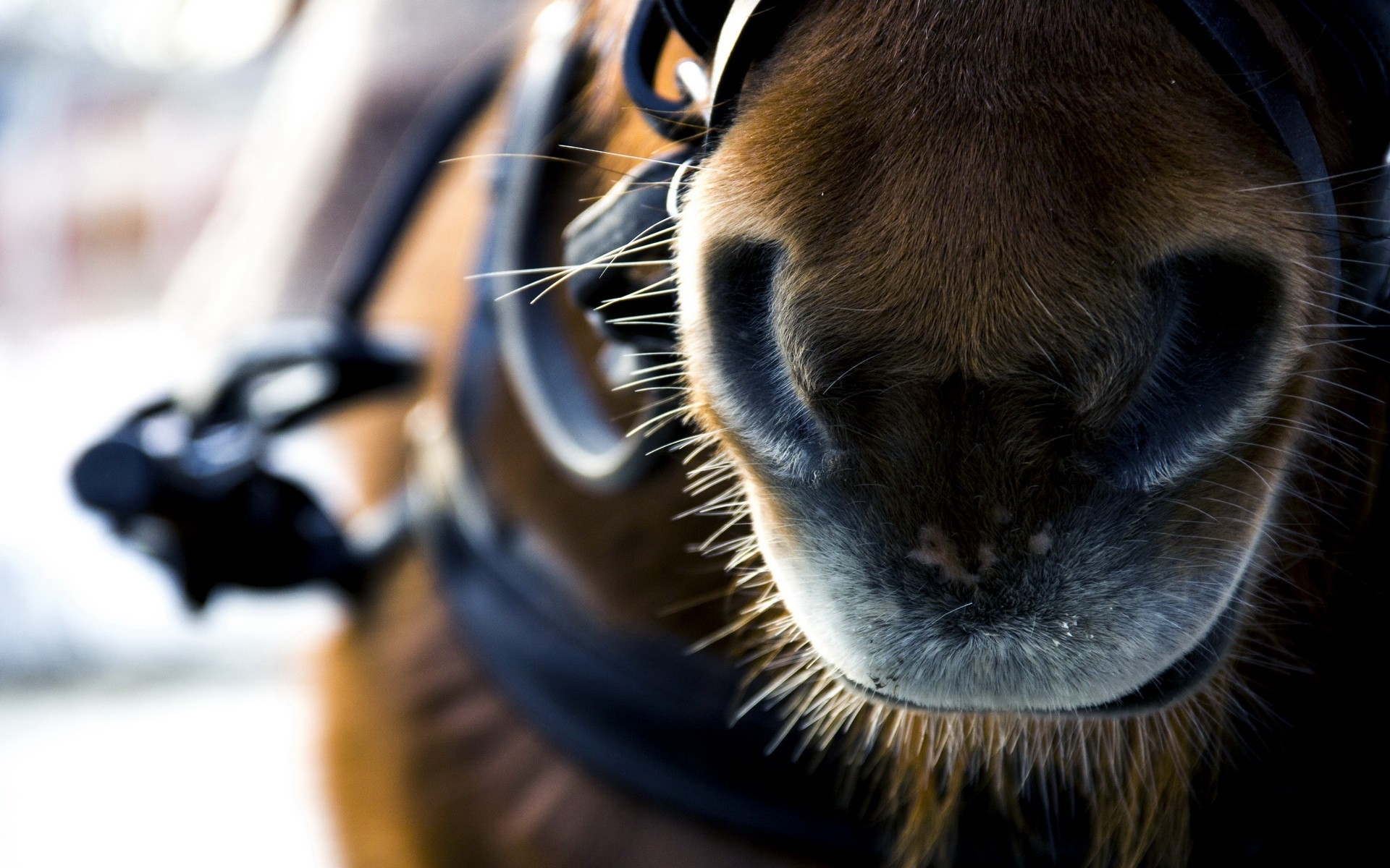 Fonds d'cran Animaux Chevaux 