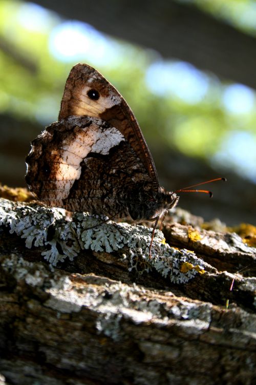 Fonds d'cran Animaux Insectes - Papillons papillon