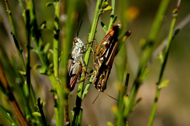 Wallpapers Animals Insects - Grasshoppers and Locusts Wallpaper N354273