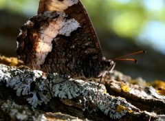  Animaux papillon