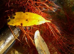  Nature feuilles mortes lac