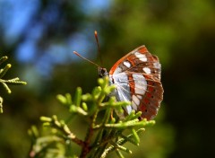  Animaux Image sans titre N354267