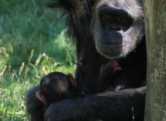  Animaux Image sans titre N354345