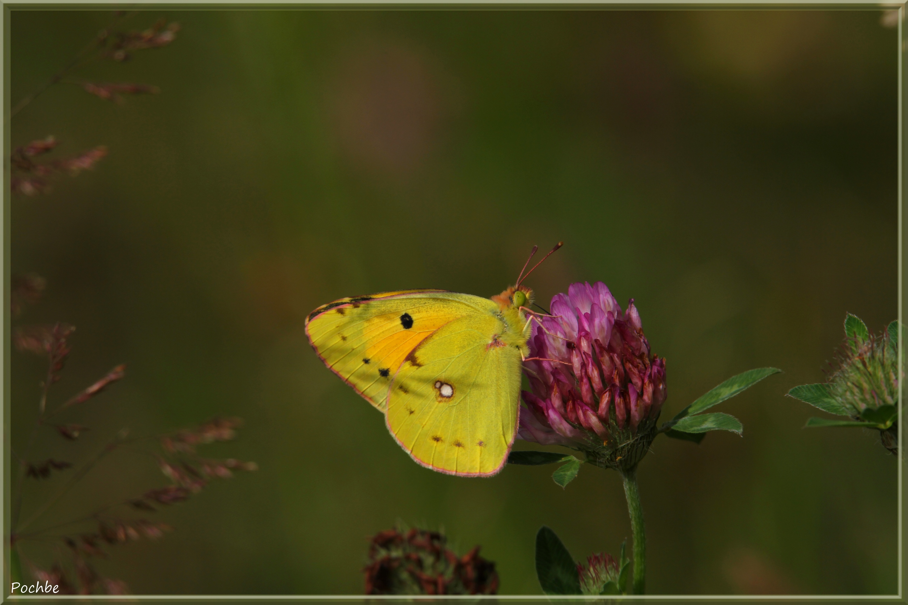 Fonds d'cran Animaux Insectes - Papillons 